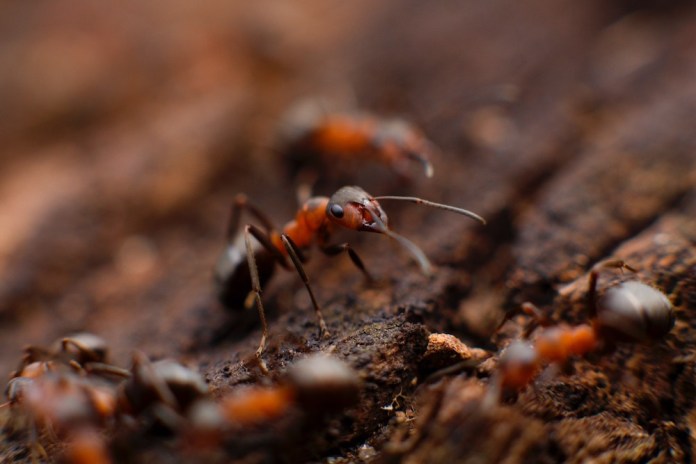 Pest Prevention