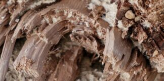How to manage a termite infestation.