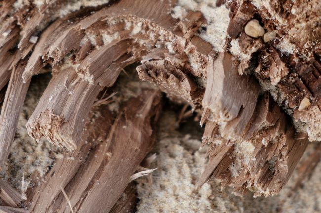 How to manage a termite infestation.