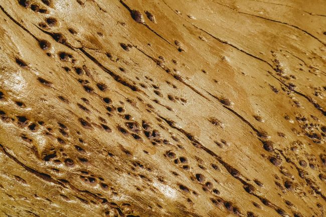 Strategies on how to manage a termite infestation.