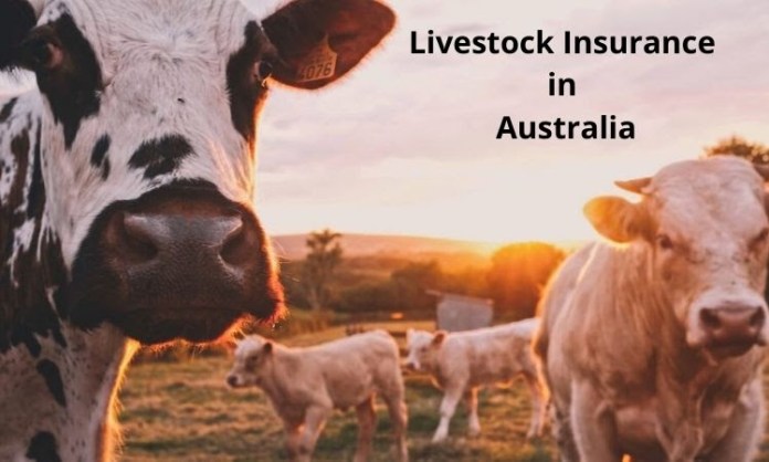 livestock insurance in Australia