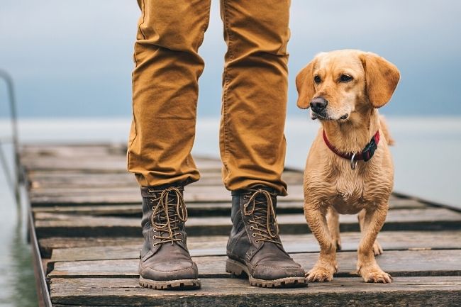 Best Activities To Do With Your Dog in Florida