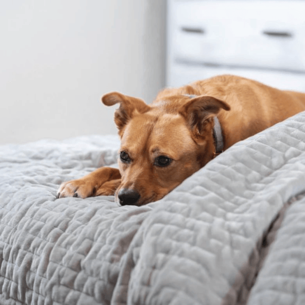 Get a Quality Sleep with ChiliBlanket